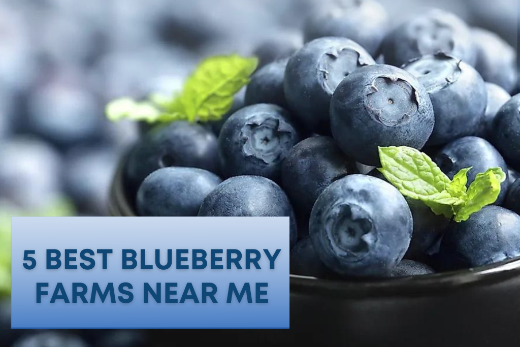 5 Best Blueberry Farms Near Me