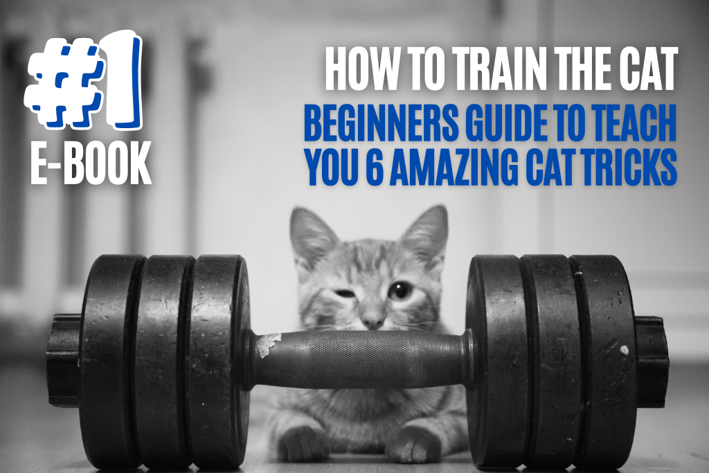 How To Train The Cat Beginners Guide To Teach You 6 Amazing Cat Tricks