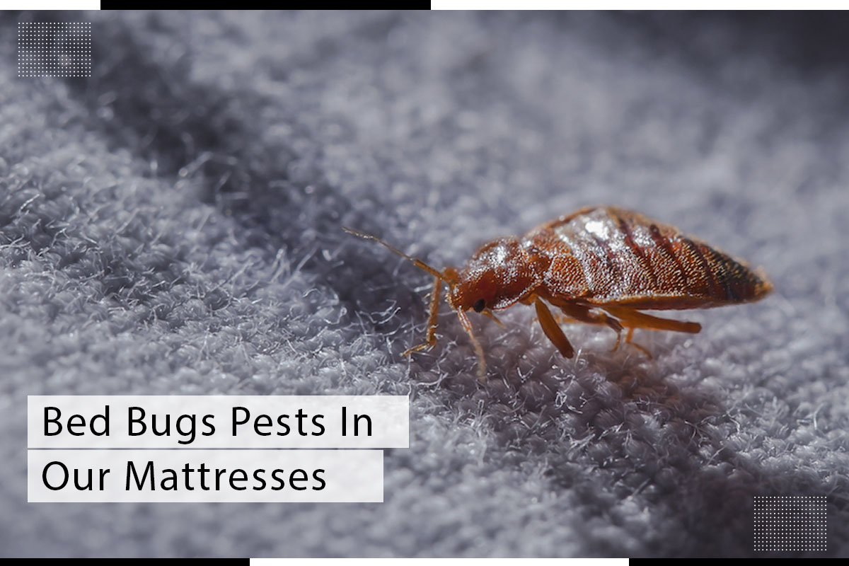 Bed Bugs Pests In Our Mattresses